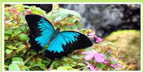 Butterfly World